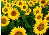 Sun flowers.jpg