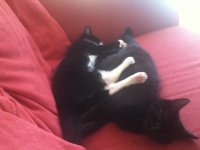kittens 003.jpg