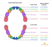 tooth-chart.jpg