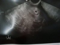 scan3.jpg