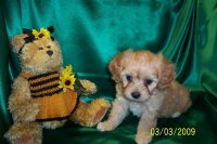 babybenji.jpg