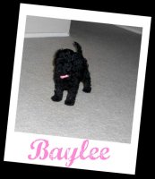 baylee1.jpg