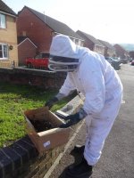 bees2.jpg