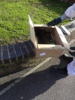 bees3.jpg