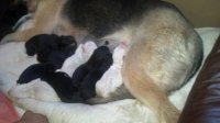Puppies 1.jpg