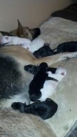 puppies 3.jpg