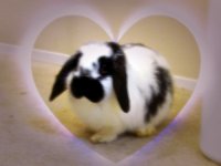 bunnies2 022edit.jpg