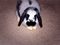 bunnies2 032edit.jpg