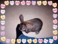 bunnies 013edit.jpg
