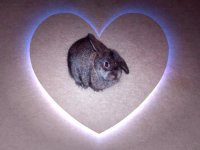 bunnies 017edit.jpg