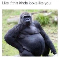 GORILLA.jpg