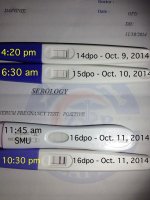 CD 36 16dpo HPT.jpg