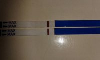 8dpo cycle 4 c.jpg
