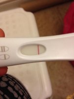 sunfrer.jpg