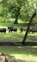 cows.jpg