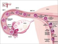 fallopian_tube.jpg
