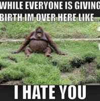 gorilla.jpg