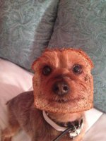 bread dog.jpg