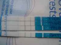 opk.jpg