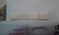 FRER-13dpo2.jpg