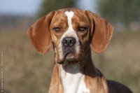 portuguese_pointer_0048.jpg