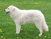 kuvasz.jpg