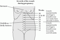 womb-12-40wks.gif