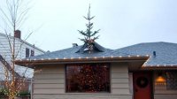 tree out of roof of house.jpg