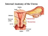 AnatomyFemaleRepro.jpg