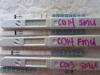 CD13;14 Comparison FMU;SMU Original (640x480).jpg