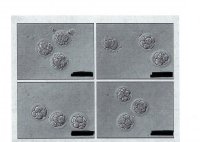 12 embryos paint jpg.jpg