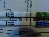 12DPO LIVE PT TEST W-BFP BRAND LH AND PT VIDEO PLUS PICS FOR BNB 005 (640x480).jpg