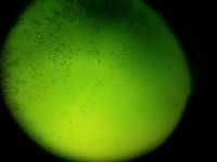 microscope 10 20.jpg