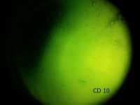 CD 10_opt.jpg