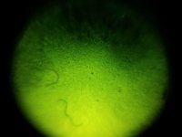 CD 16_opt.jpg