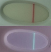 10dpo2.jpg