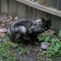 sstray-kitty.jpg