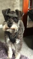 dog.jpg