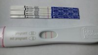 14DPO-progression.jpg