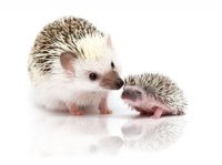 Hedgehog ( (3).jpg