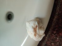 IMG_20200604_153054.jpg