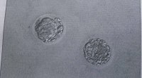 Embryos October 28 2020.jpg