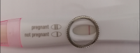 12dpo.png