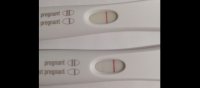 frer12dpo.JPG