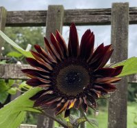 19D5E68B-707B-4EA0-851A-868D3FAE6724.jpeg