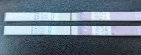 11 and 12 dpo.JPG