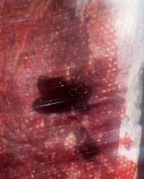 3002F855-034C-496E-8963-26AAD6B4780B.jpeg