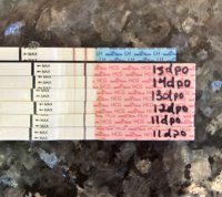 IMG_4022.jpeg