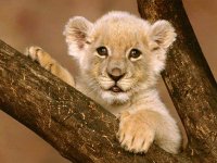 lion_cub-1240.jpg