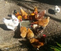 BNB--CHICKENS.jpg